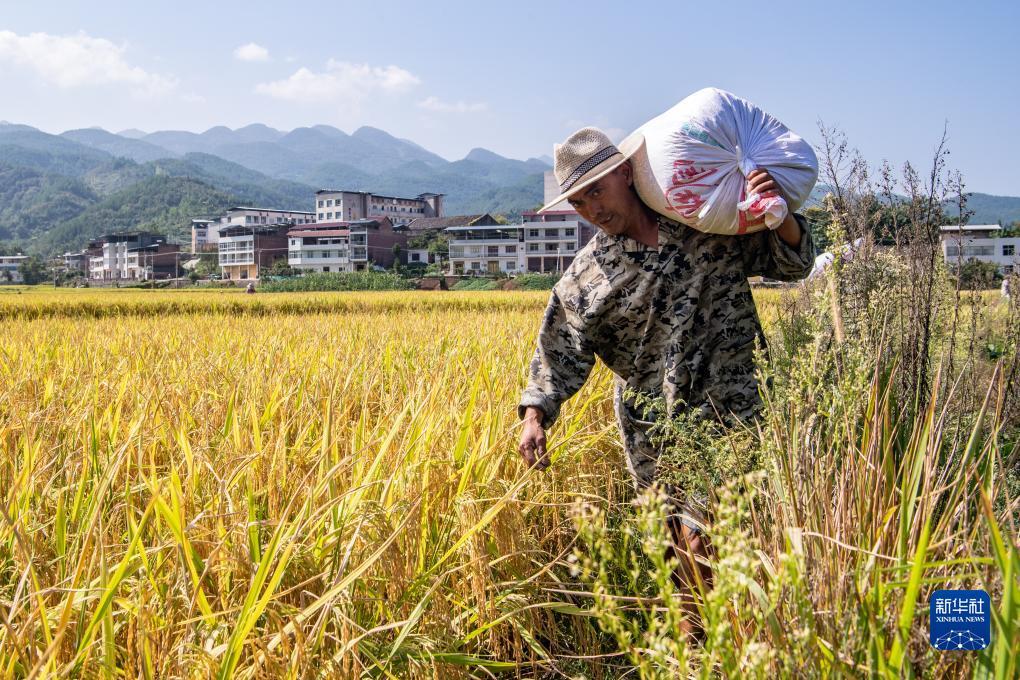 庄龙宝 闲龙宝 的规则